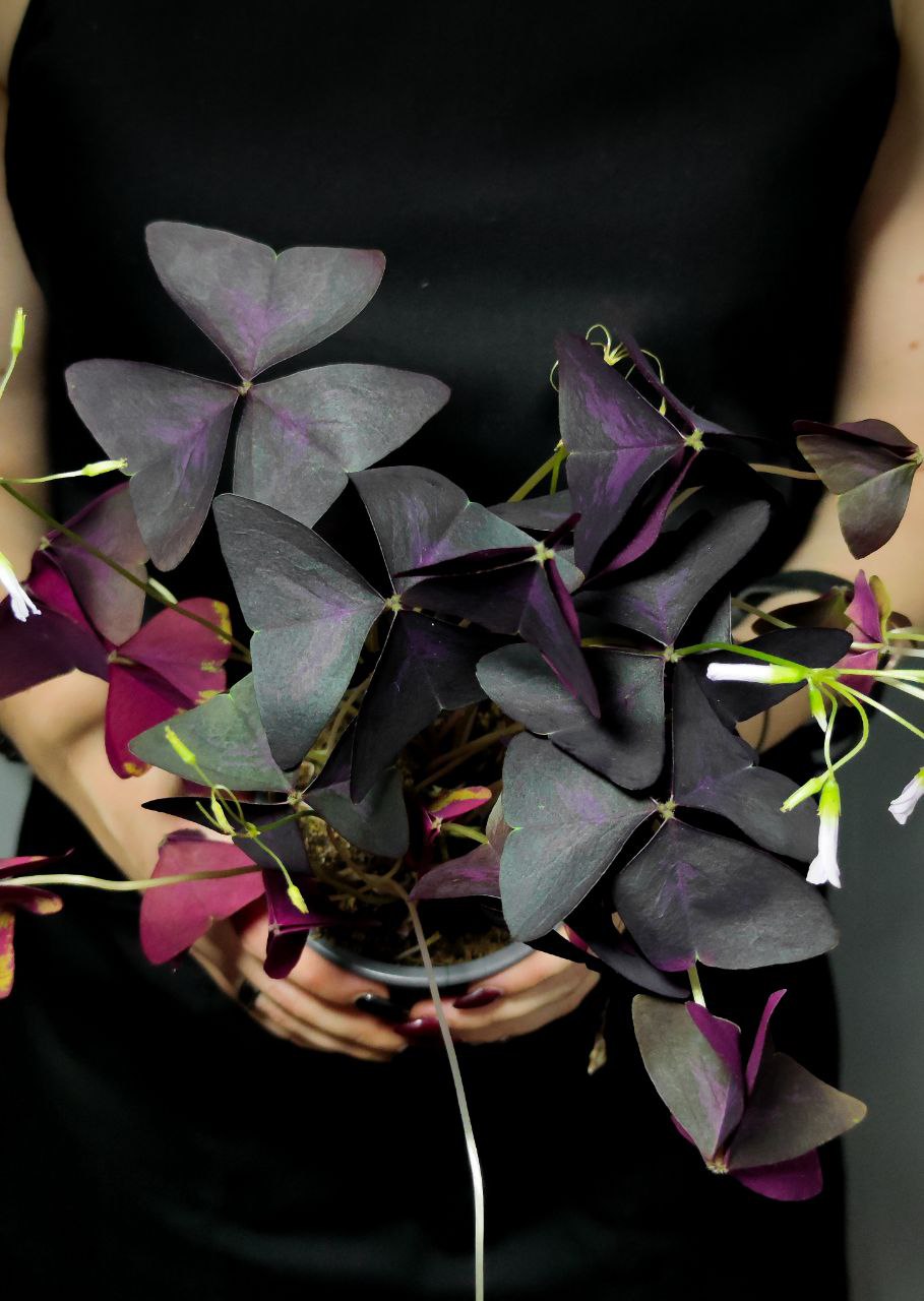 Кислица Треугольная Санни (Oxalis Triangularis Sanny) D10см