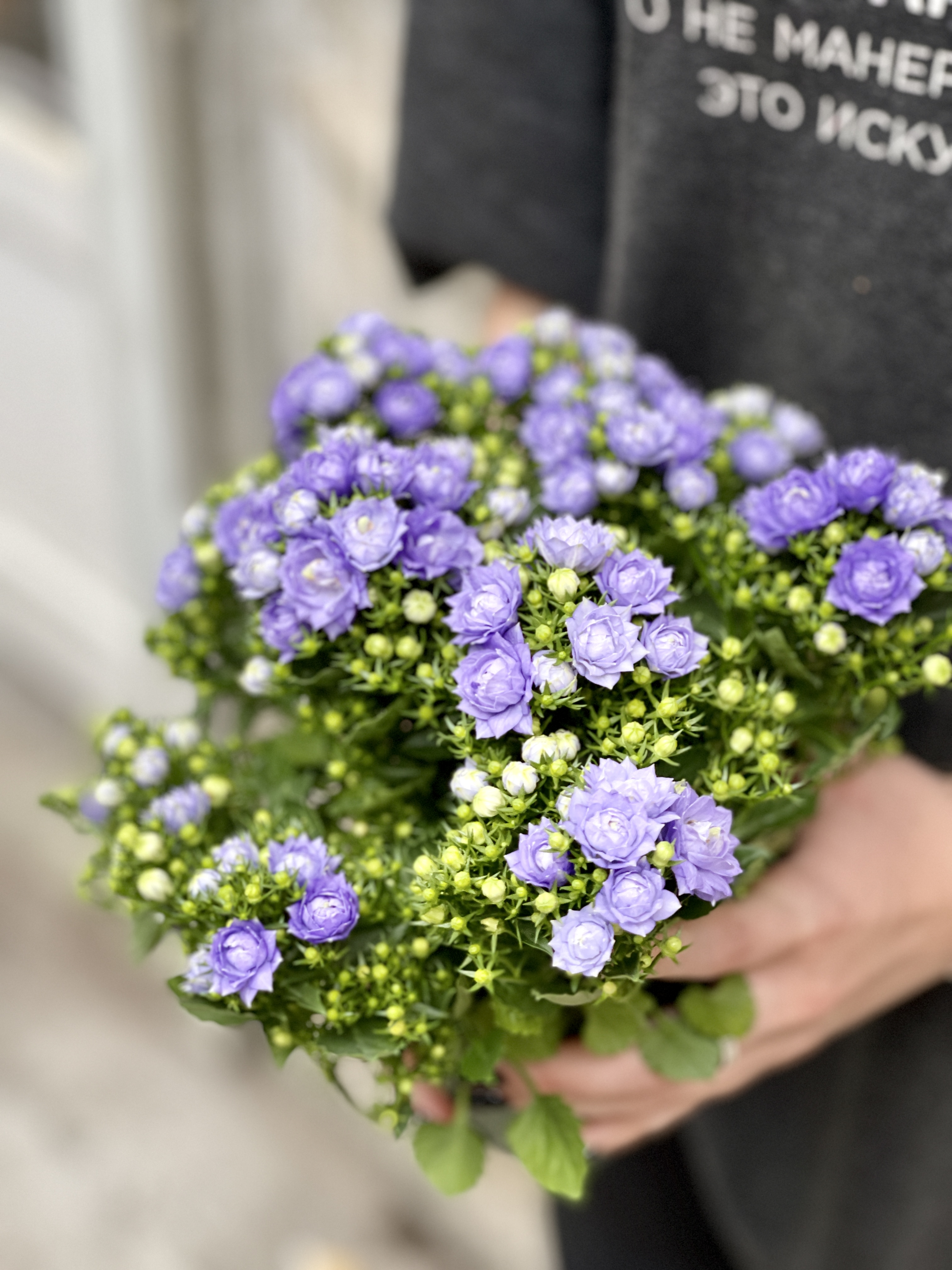 Кампанула Лайк Ми Блю (Campanula Like Mee Blue) D10см