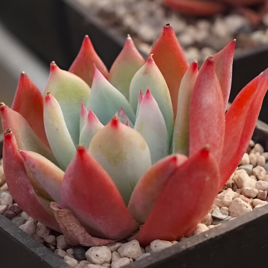 Эхеверия Колората Брандта (Echeveria Colorata Brandtii) D5см