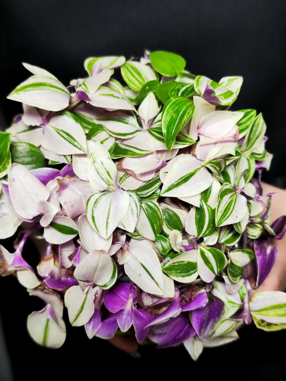 Традесканция Флюминенсис Триколор (Tradescantia Fluminensis Tricolor) D10см