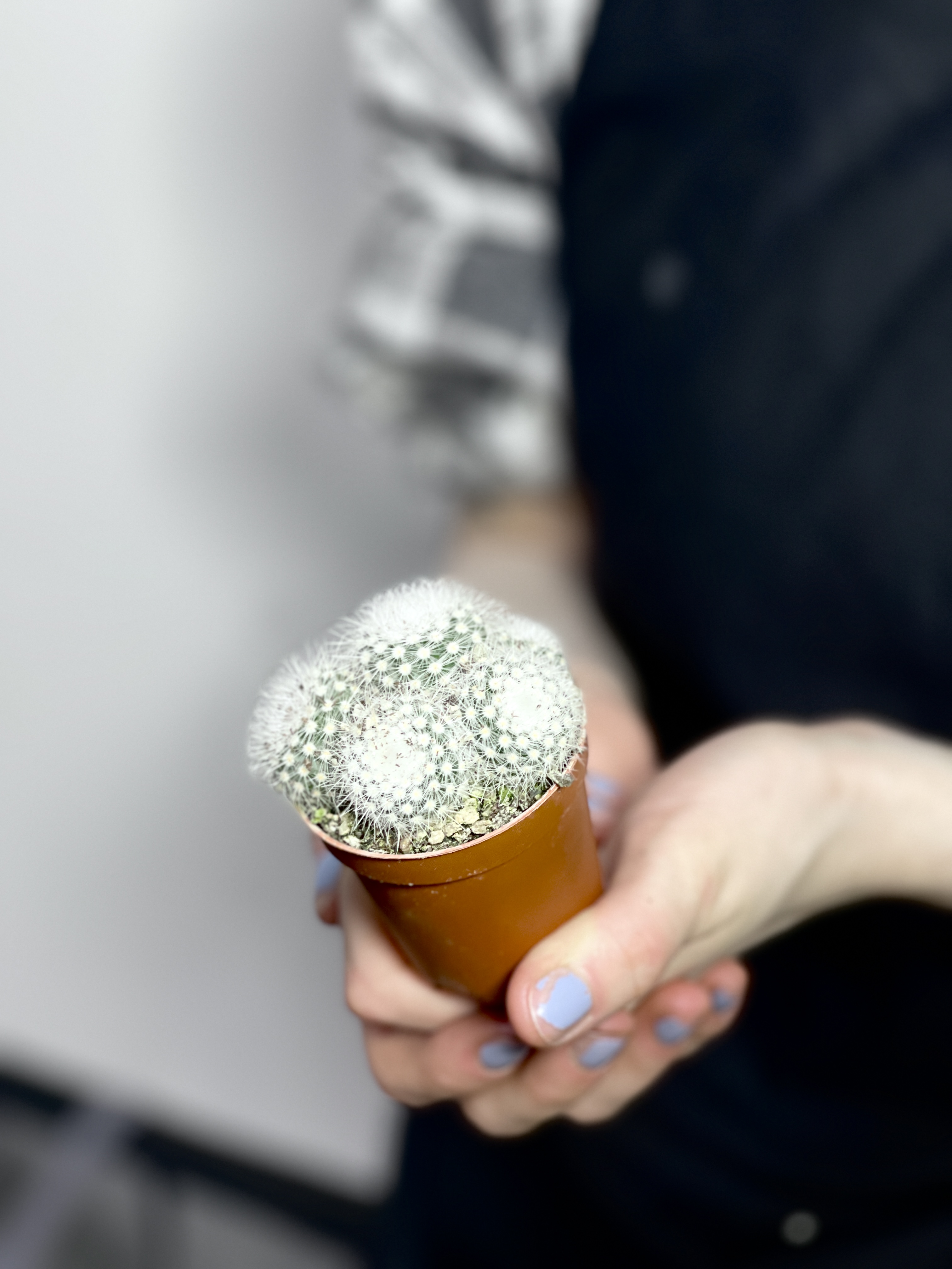 Нотокактус Метельчатый (Скопа) Груп (Notocactus Scopa Group) D5см