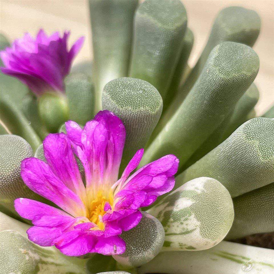 Фрития Прекрасная (Frithia Pulchra) D5см