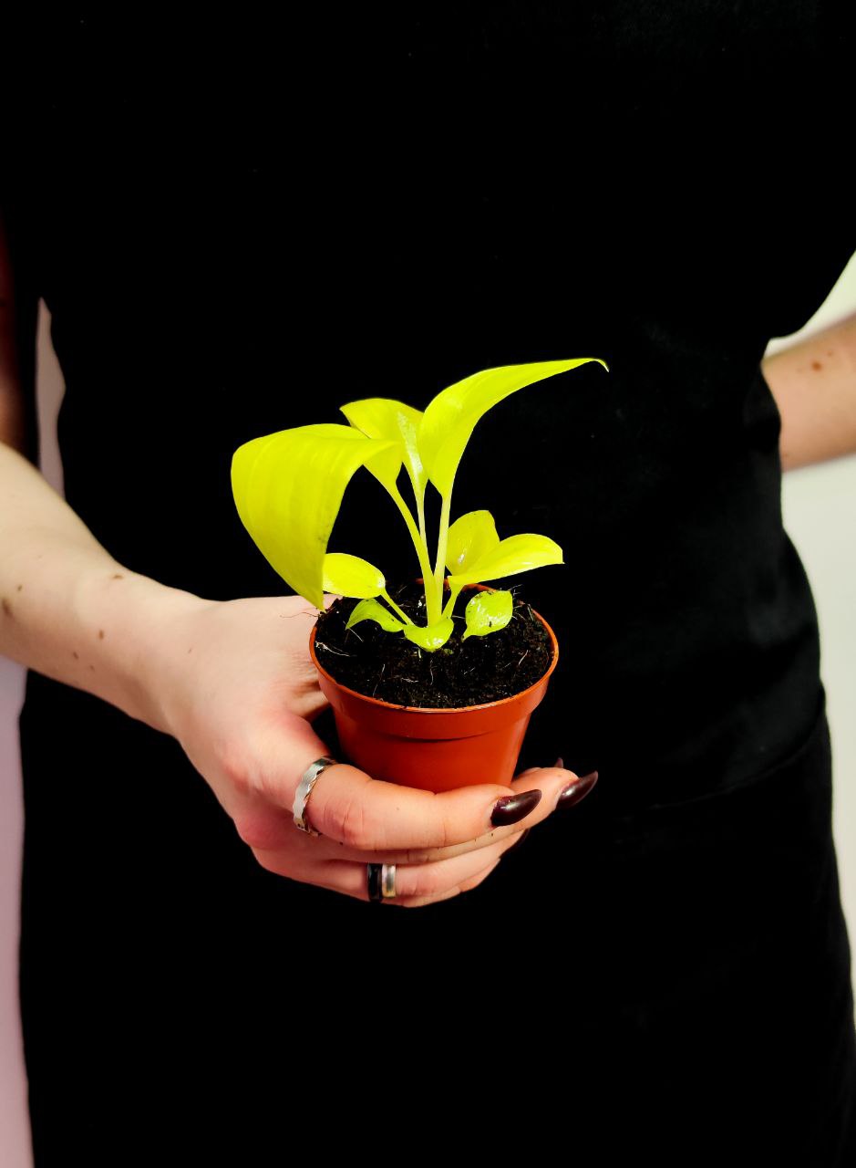 Филодендрон Варшевича Флавум (Philodendron  Warszewiczii Flavum) D6см