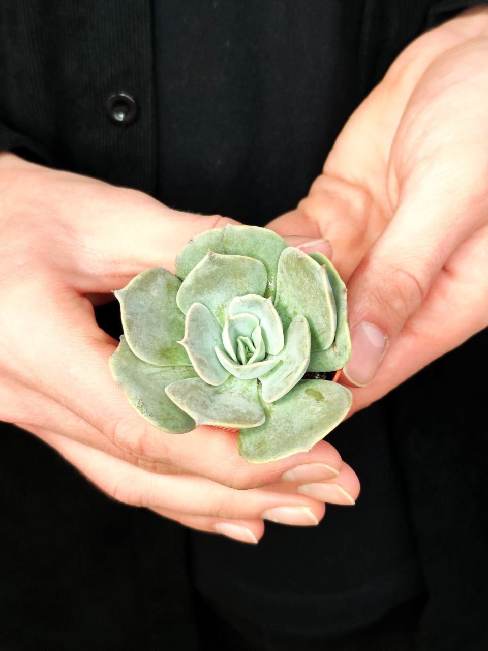 Эхеверия Поллюкс (Echeveria Pollux) D5см