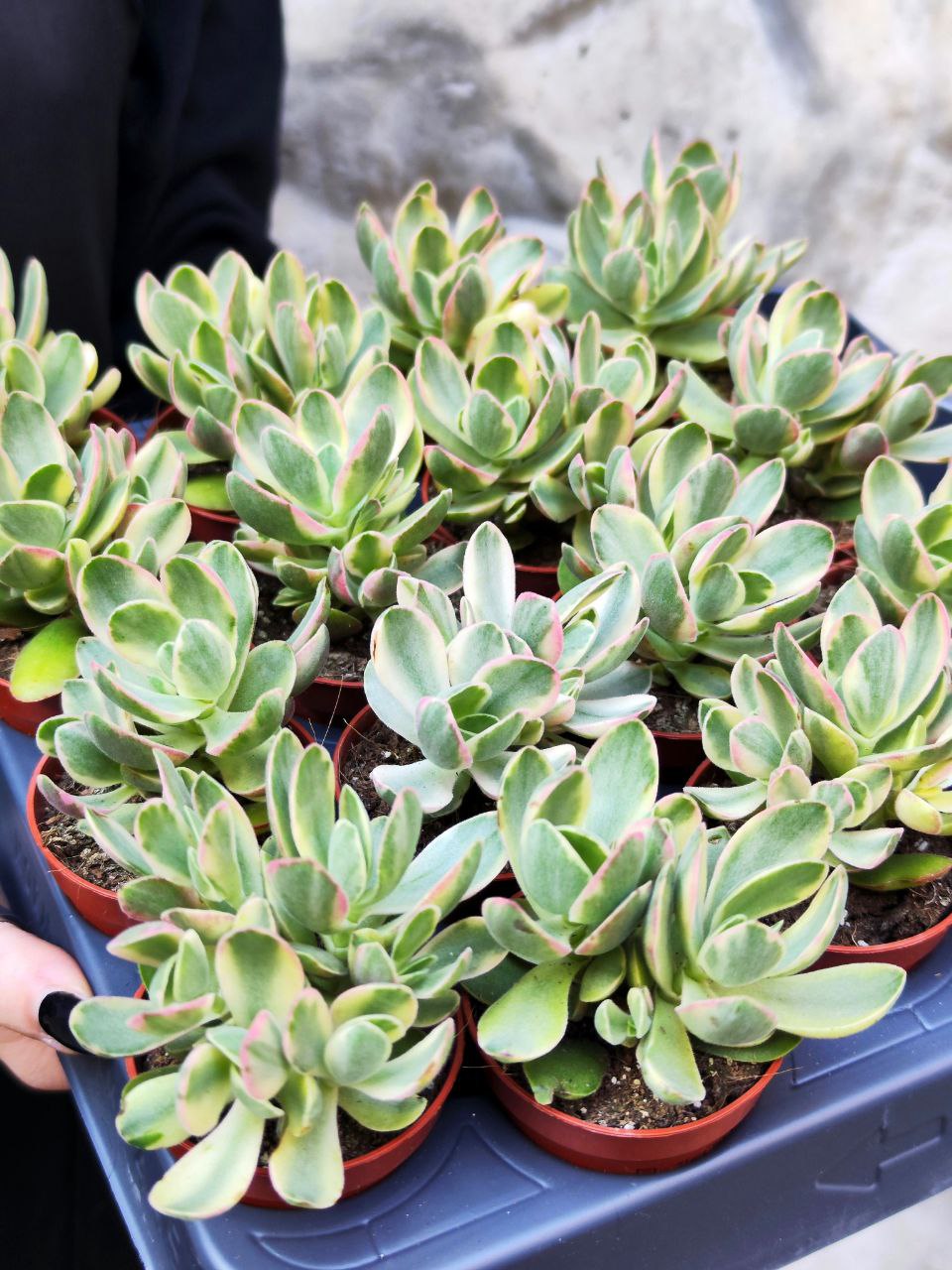 Крассула Мани Мейкер Вариегатная (Crassula Moneymaker Varigated) D5см