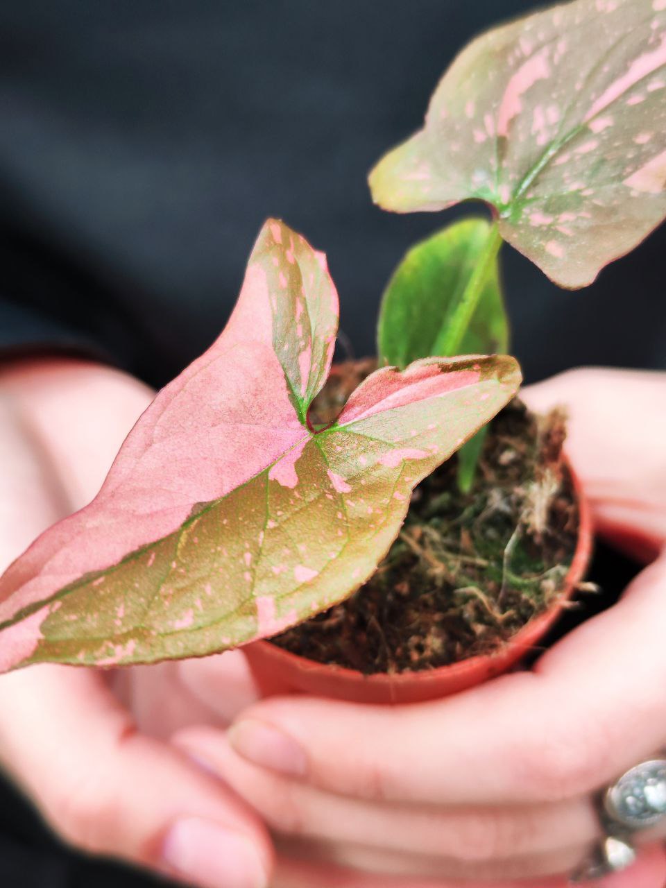 Сингониум Пинк Сплеш (Syngonium Pink Splash) D6см