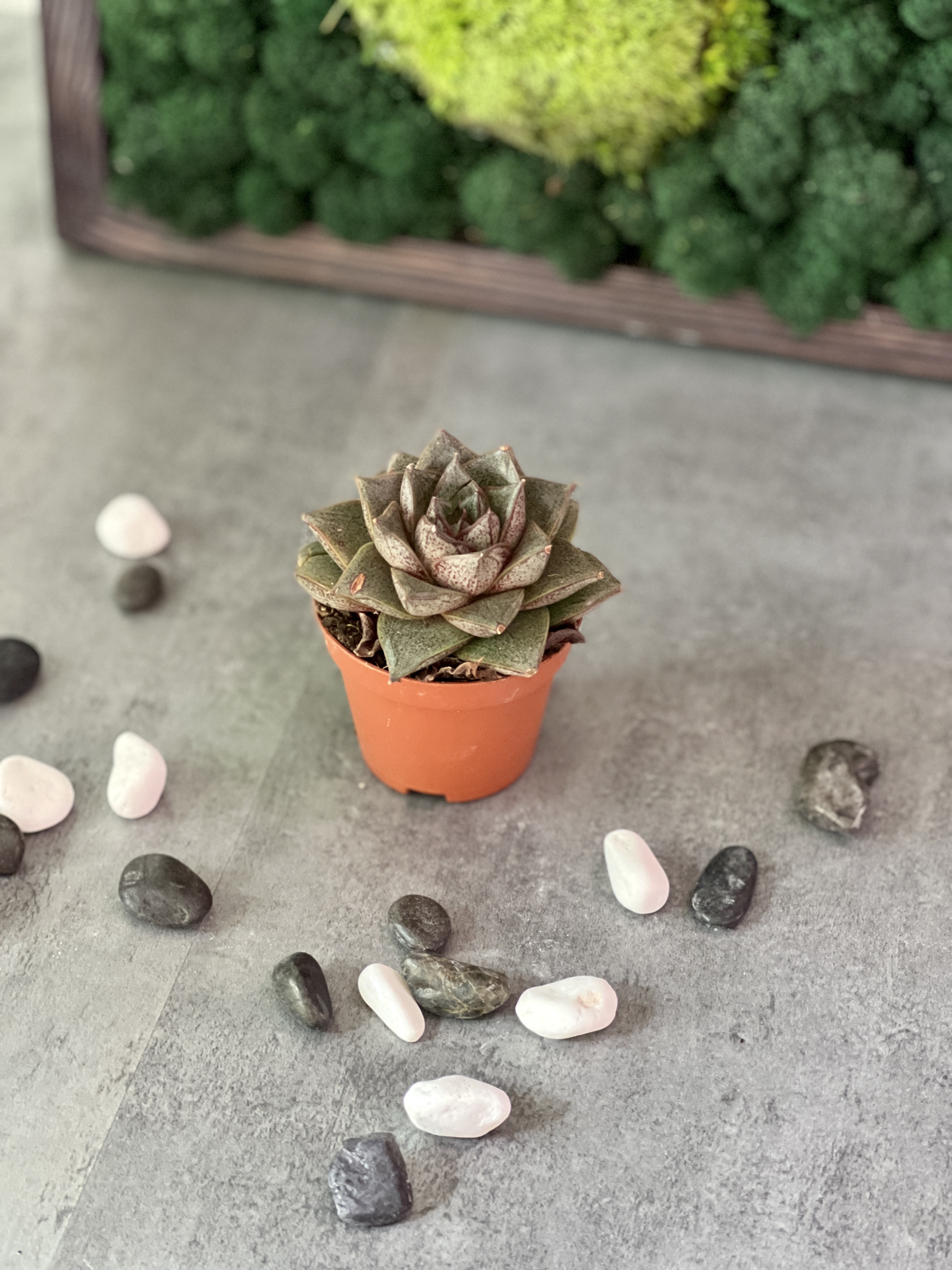 Эхеверия Пурпузорум (Echeveria Purpusorum) D5см
