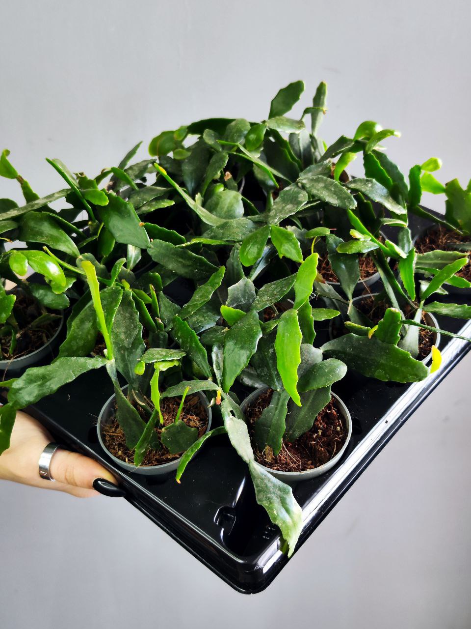 Рипсалис Криспата (Rhipsalis Crispata) D5см