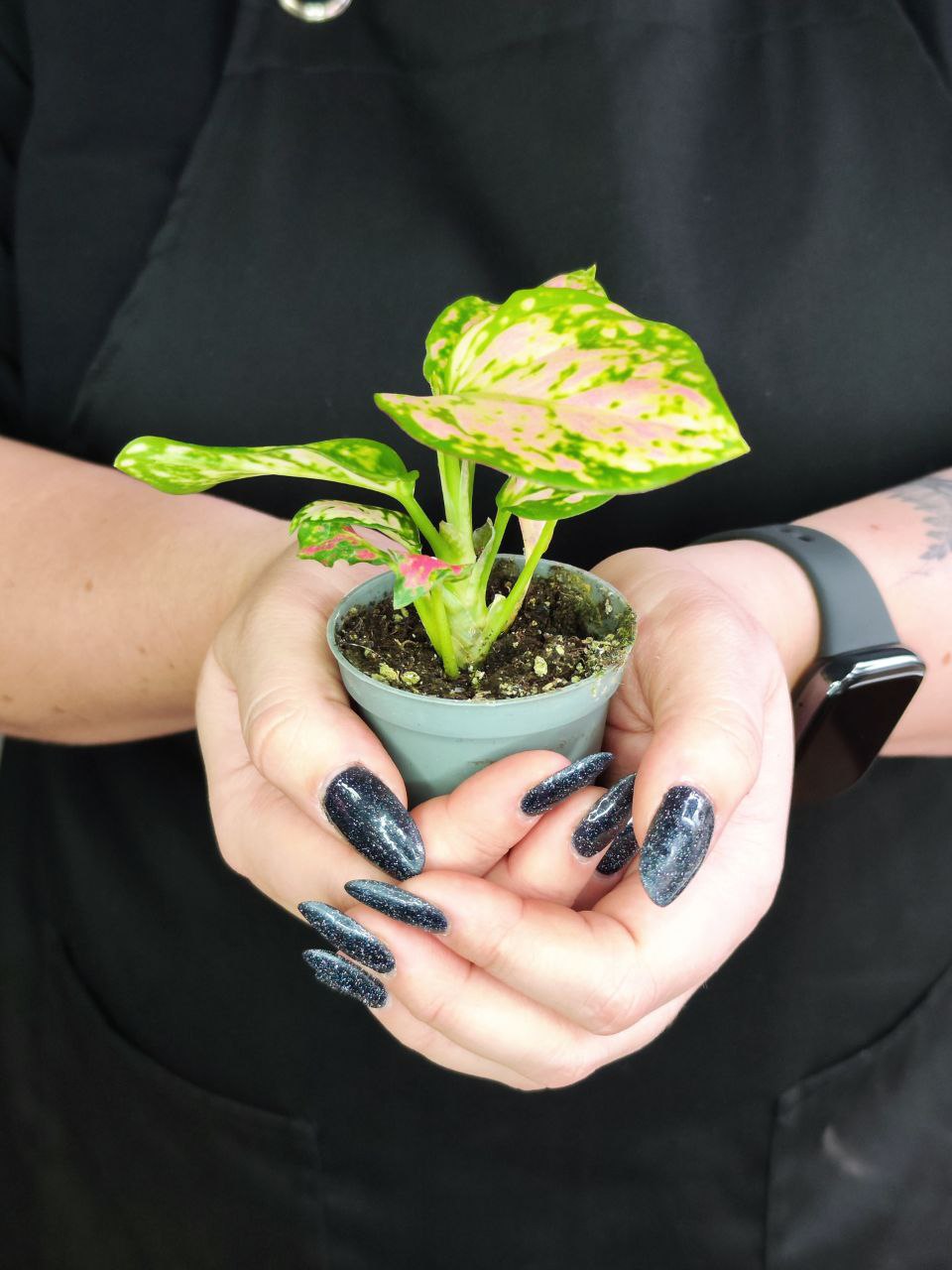 Аглаонема Ред Валентин, или Ред Валентайн (Aglaonema Red Valentine) D6см
