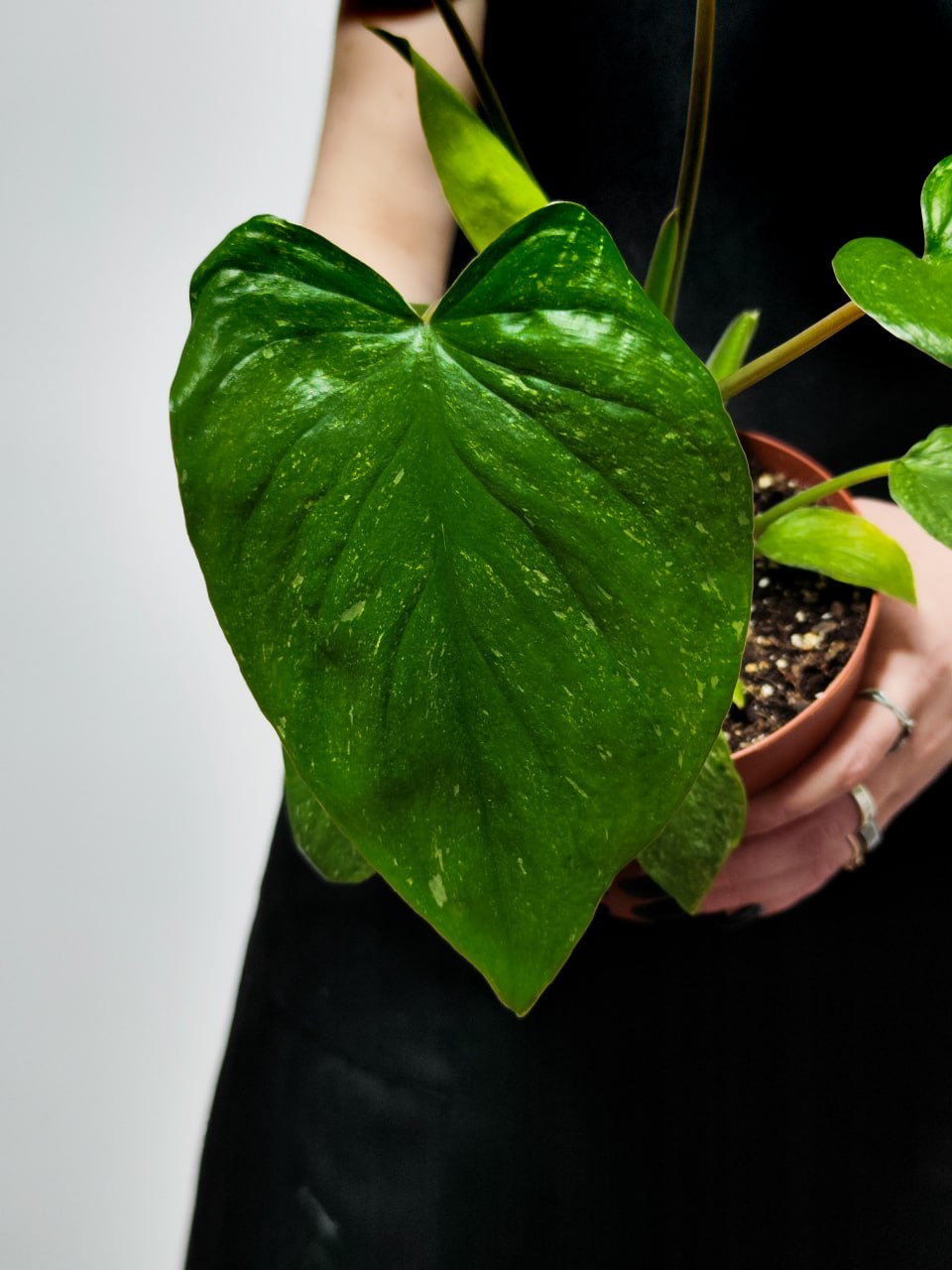 Хомаломена Рубесценс Вариегатная (Homalomena Rubescens White Variegated) D12см