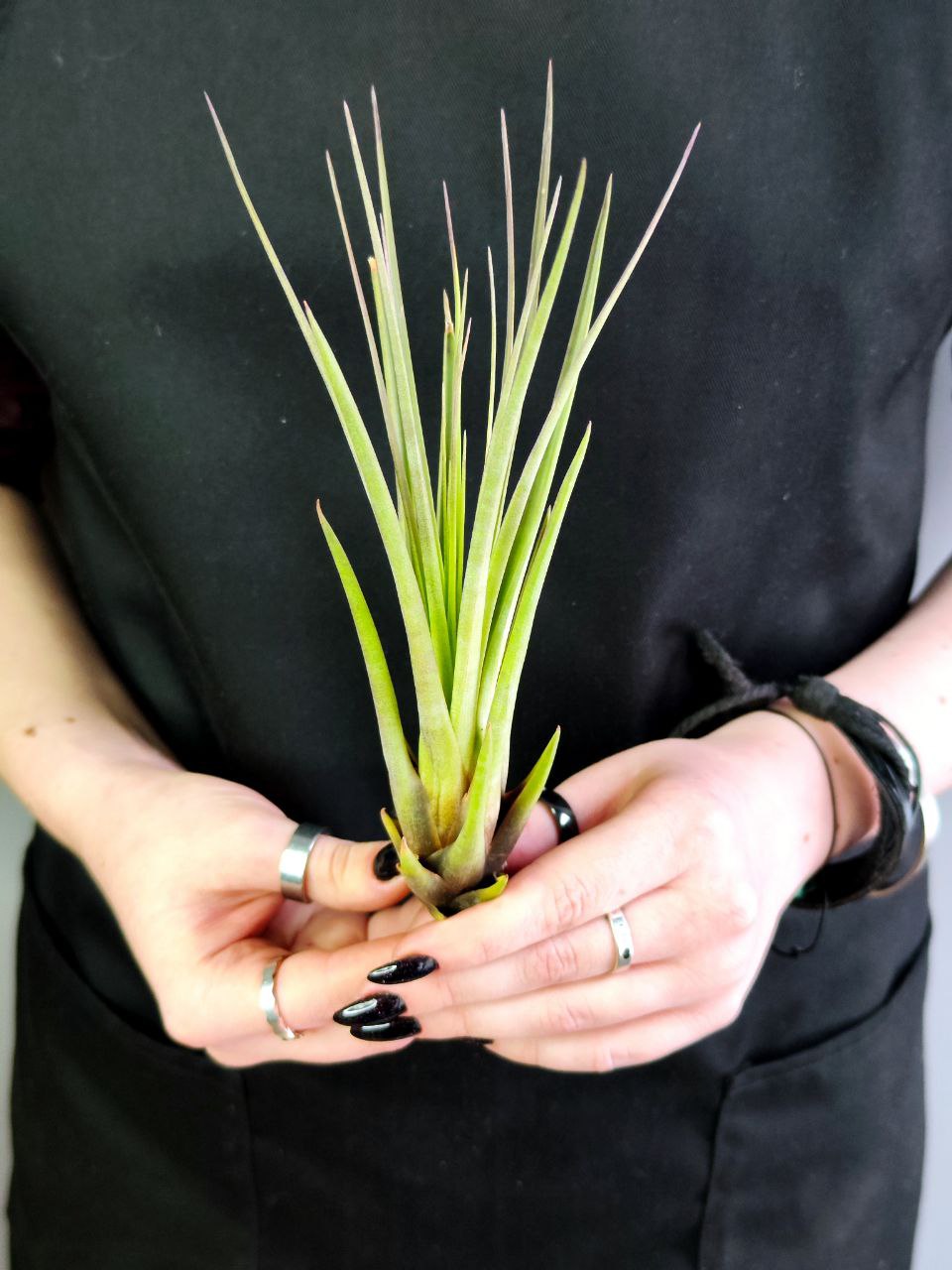 Тилландсия Меланократер Ред (Tillandsia Melanocrater Red)