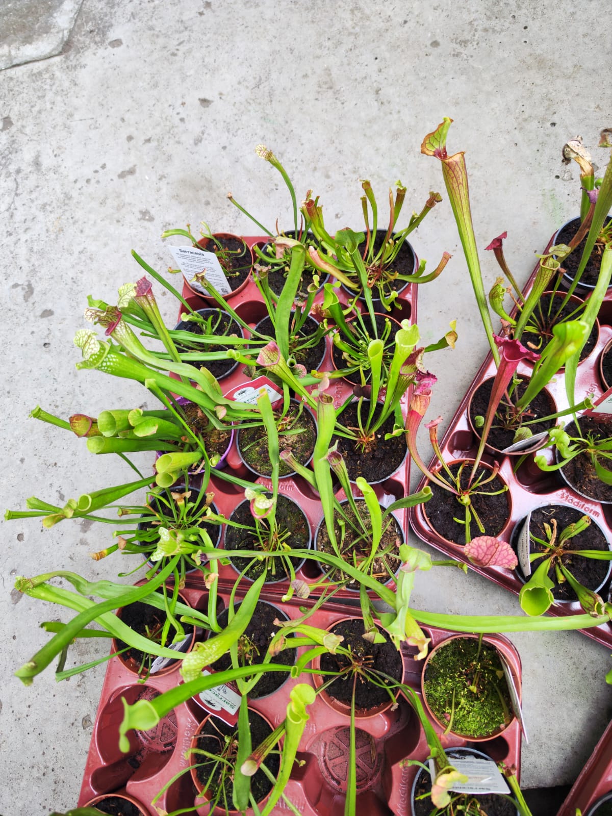 Саррацения микс уцен. (Sarracenia mix) D9см