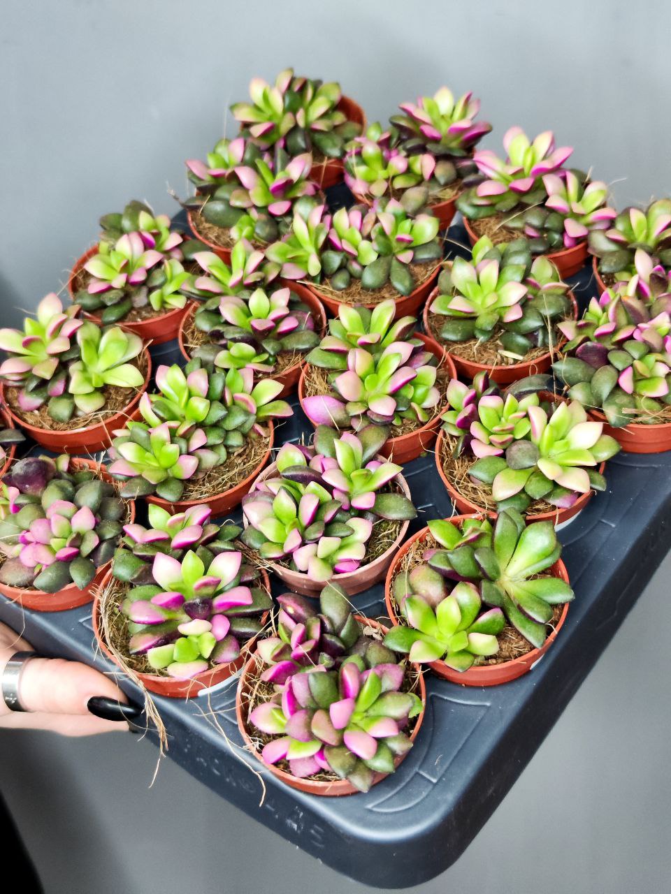 Анакампсерос Руфесценс Груп (Anacampseros Rufescens Group) D5см
