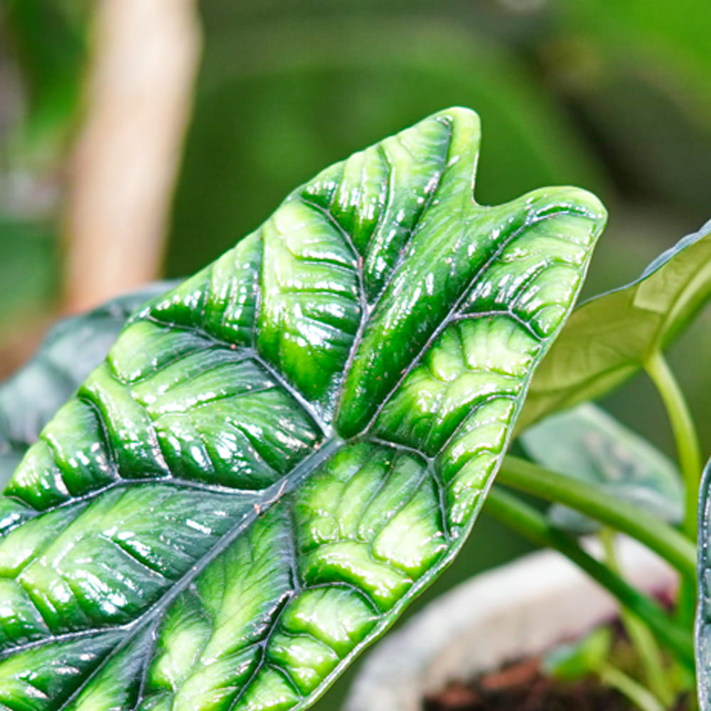 Алоказия Синуата (Alocasia Sinuata) D11см