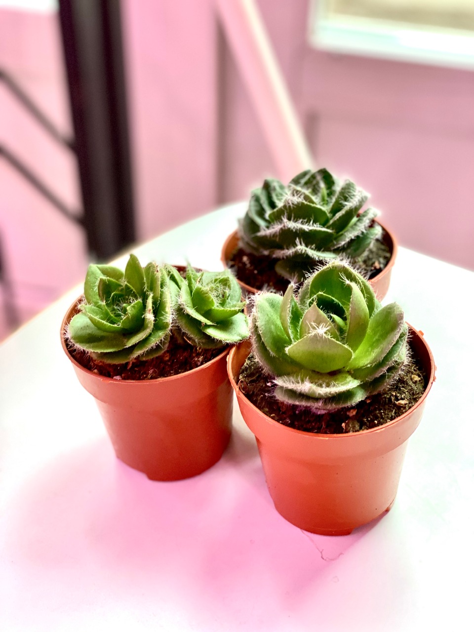 Крассула Капителла Сетоза Туррита (Crassula Capitella Setosa Turrita) D8см