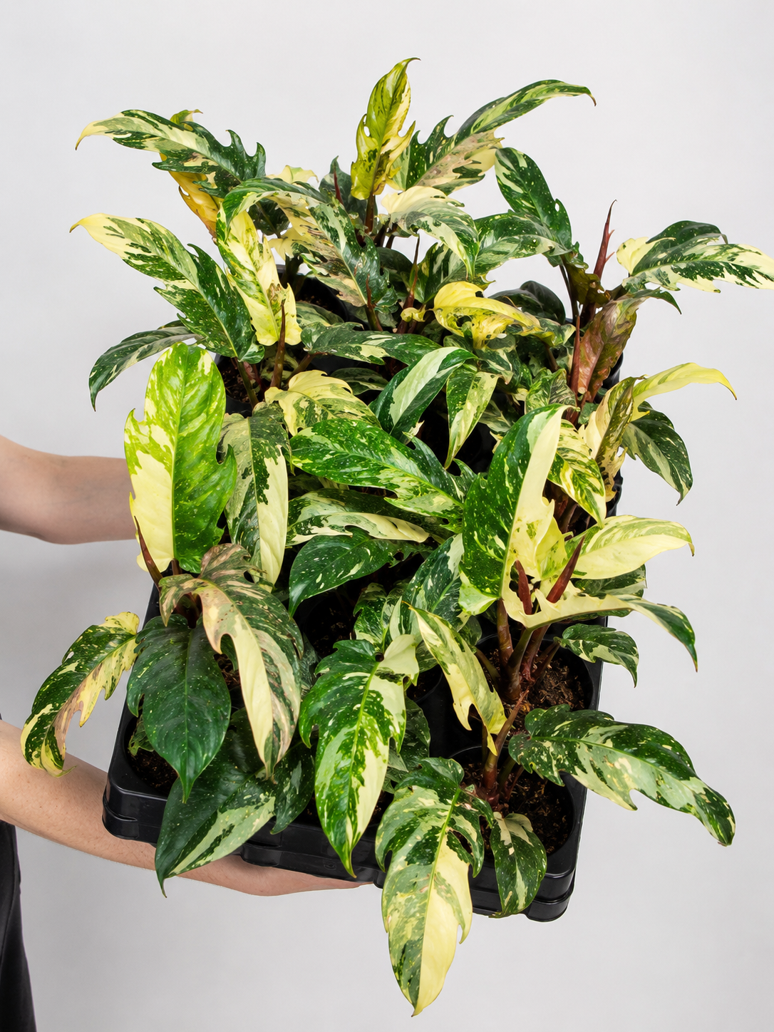 Филодендрон Карамель Марбл Вариегатный (Philodendron Caramel Marble Variegated) D12см