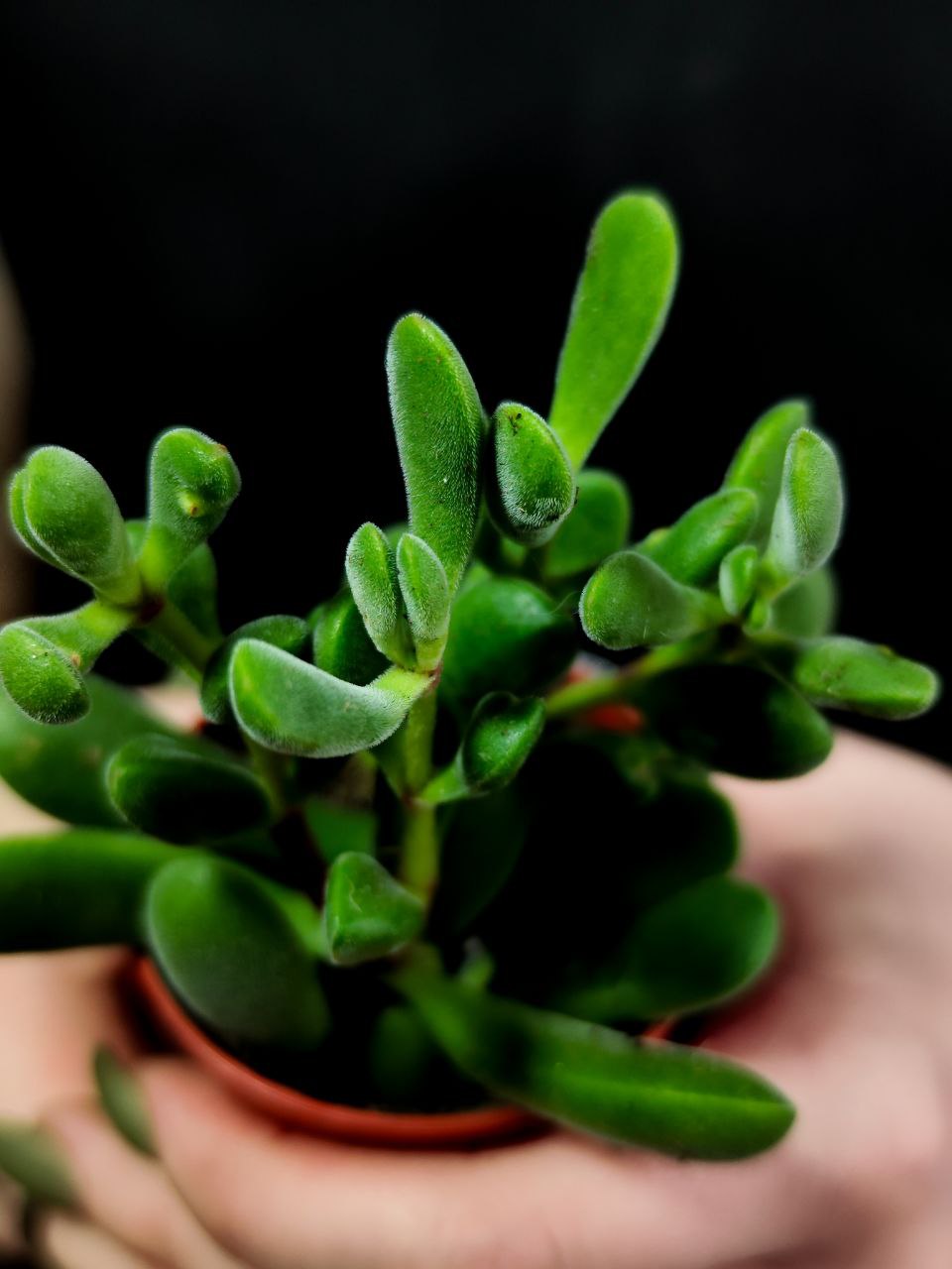 Крассула Роджерсия (Crassula Rogersii) D5см