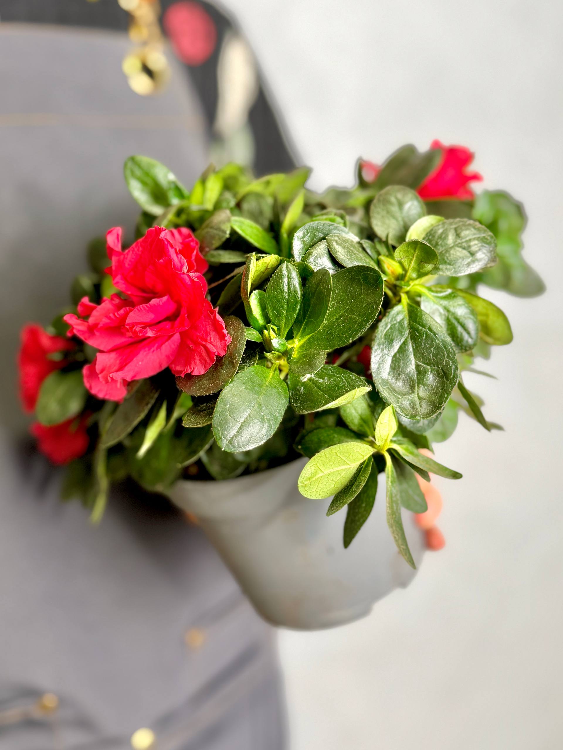 Азалия (Рододендрон) Индийская Красная (Azalea Indica Red) D13см