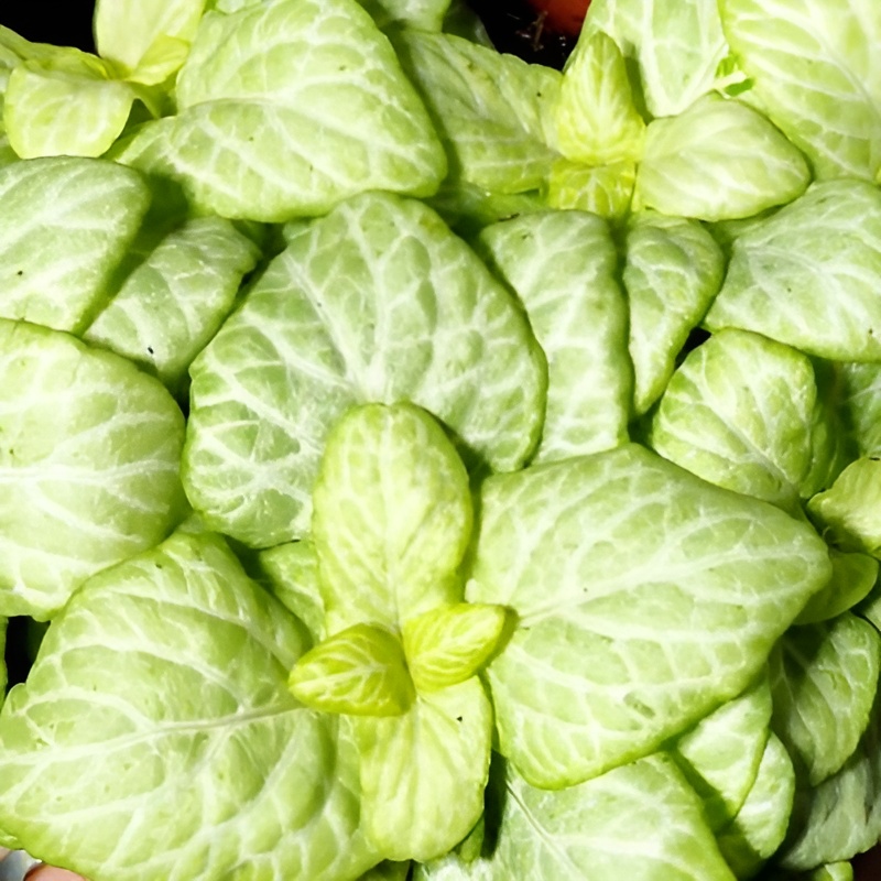 Фиттония Баббл Лимон (Fittonia Bubble Lemon Light) D8,5см