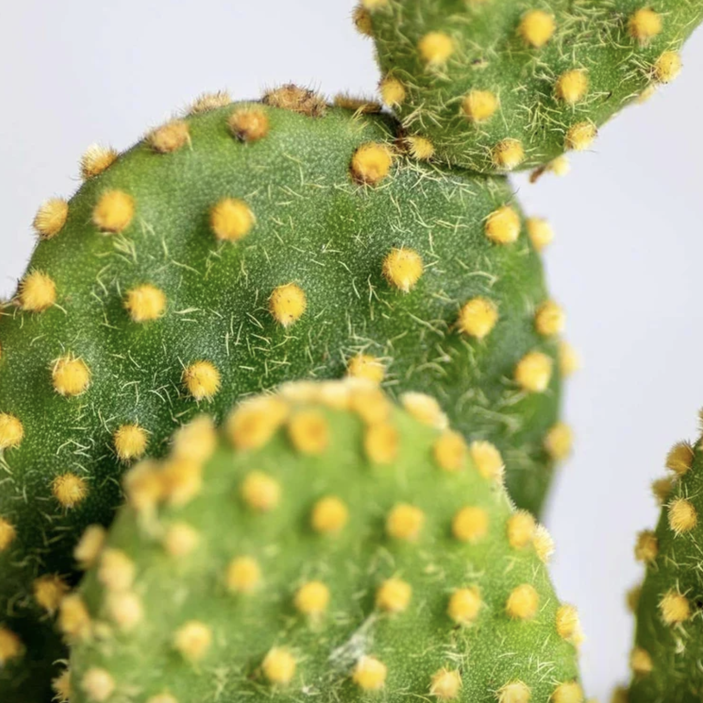 Опунция Микродазис Йеллоу Дабл (Opuntia Microdasys Yellow Double) D5см