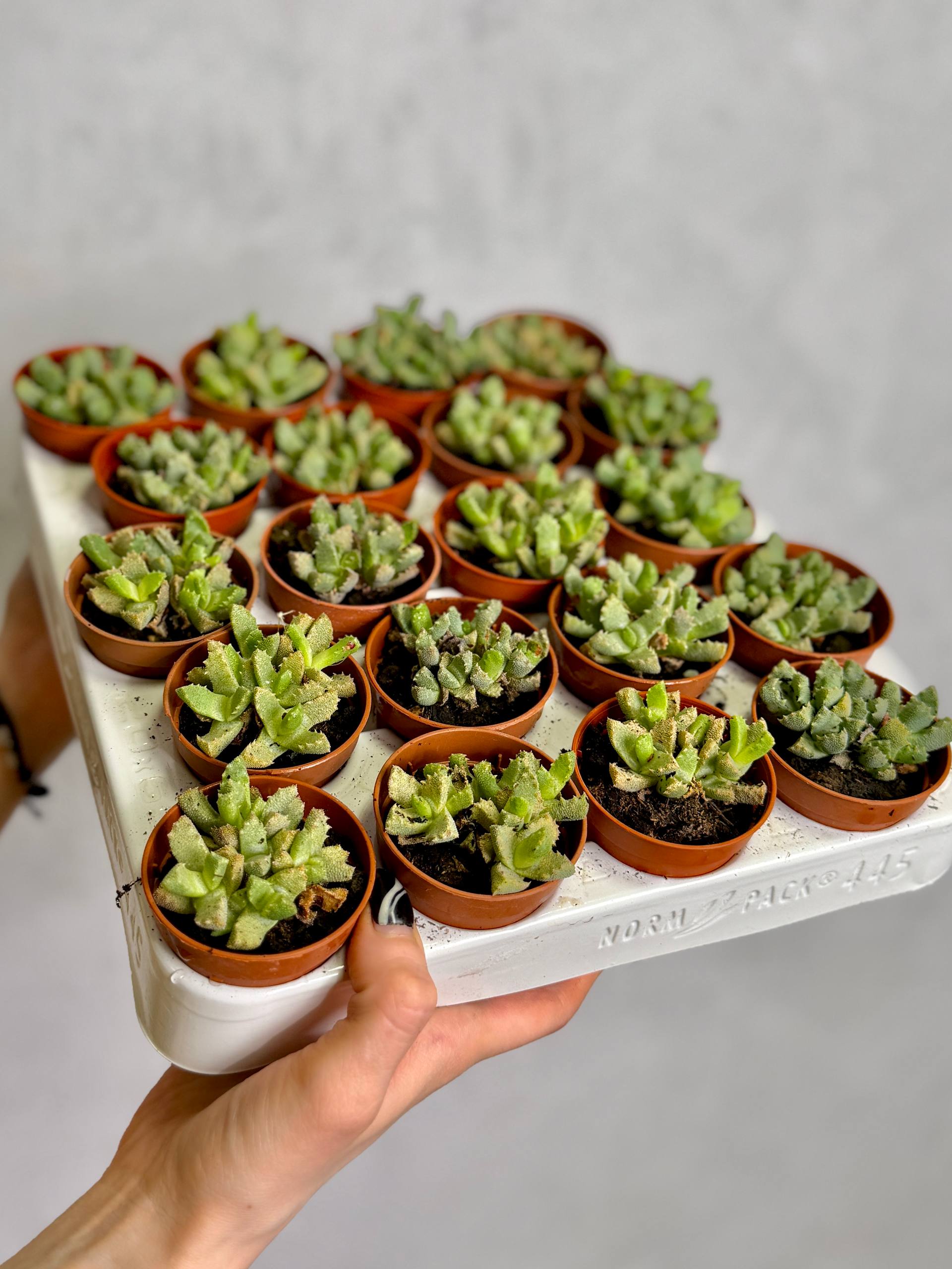 Алоинопсис Люкхофа (Aloinopsis Luckhoffii) D5см