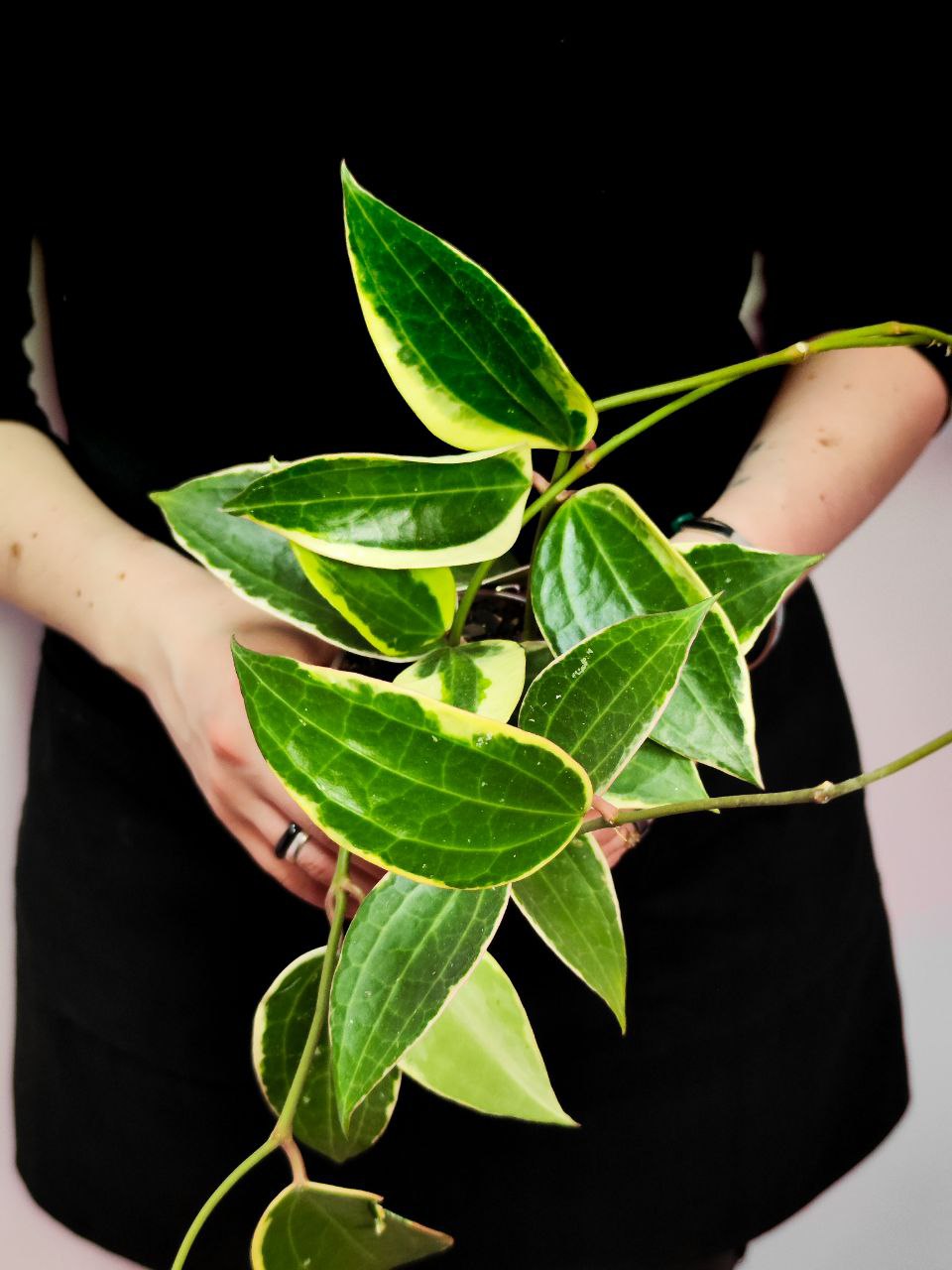 Хойя Латифолия Альбомаргината (Hoya Latifolia Albomarginata) D10см