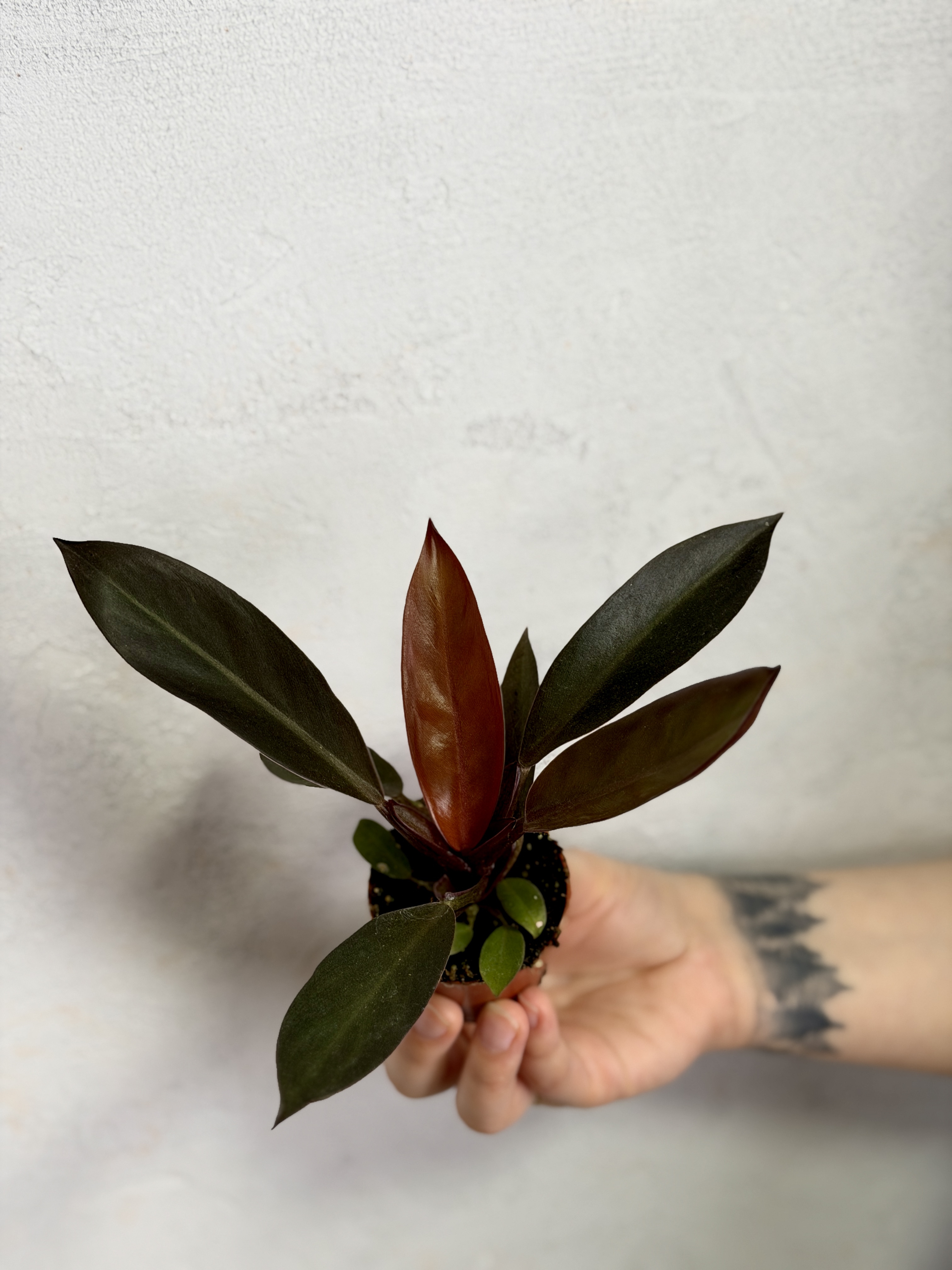 Филодендрон Блэк Кардинал (Philodendron Black Cardinal) D6см