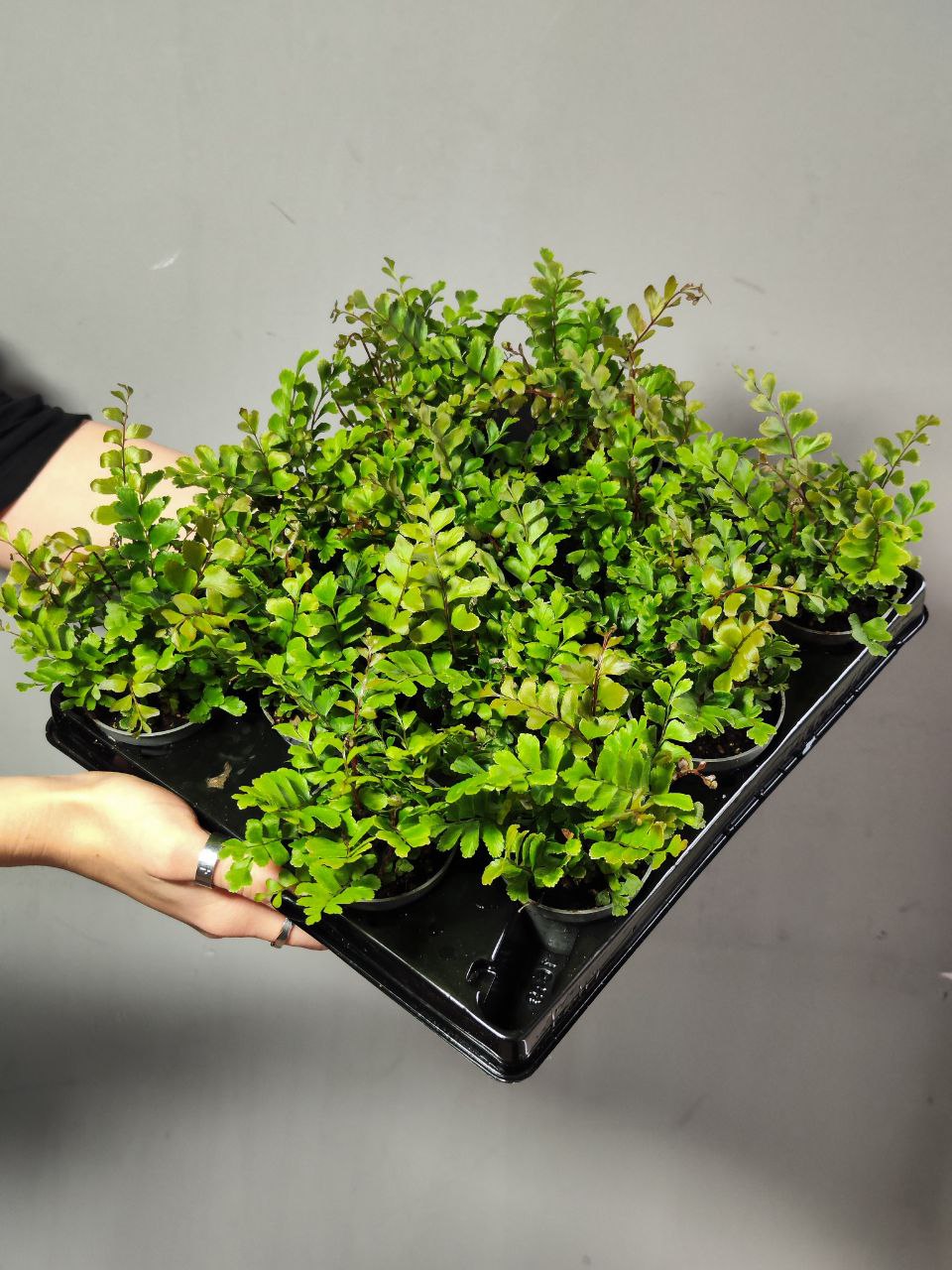 Папоротник Дидимохлена Усеченная (Didymochlaena Trunculata) D6см