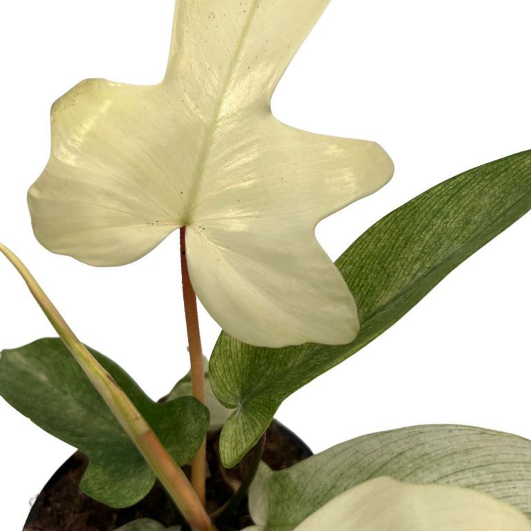 Филодендрон Флоридский Призрак (Philodendron Florida Ghost) D6см