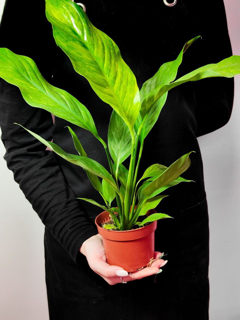 Спатифиллум Ауреа Вариегатный (Spathiphyllum Aurea Variegated) D10см