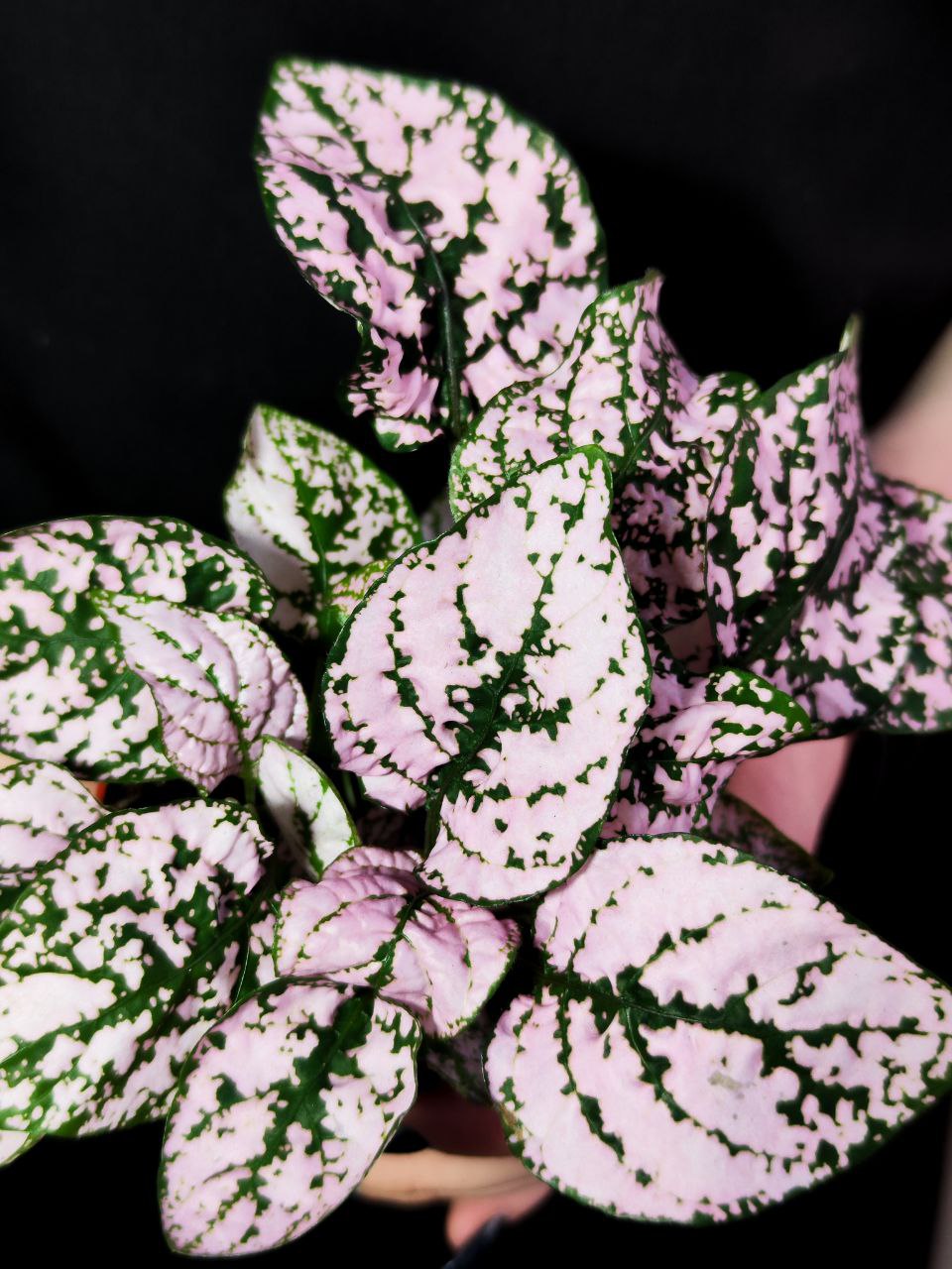 Гипоэстес Листоколосковый Пинк (Hypoestes Phyllostachya Pink) D8см