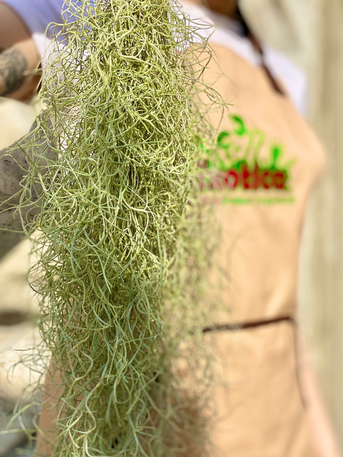 Тилландсия Уснеевидная (Tillandsia Usneoides)