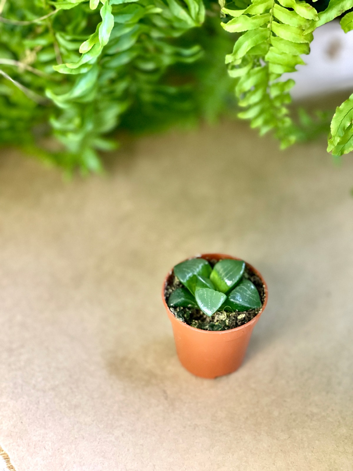 Хавортия Баера Мунстоун (Haworthia Bayeri Moonstone) D5см