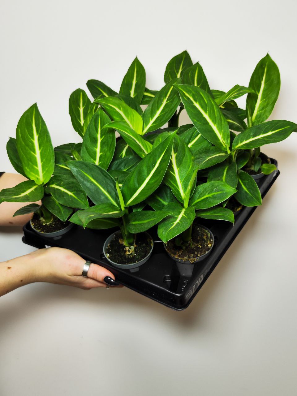 Диффенбахия Грин Мэджик (Dieffenbachia Green Magic) D6см