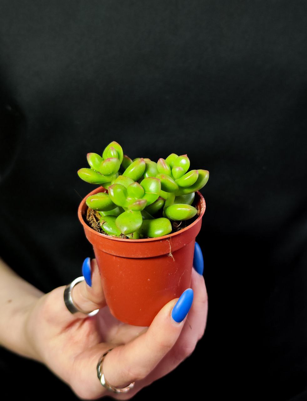 Седум Люсидум (Sedum Lucidum) D5см