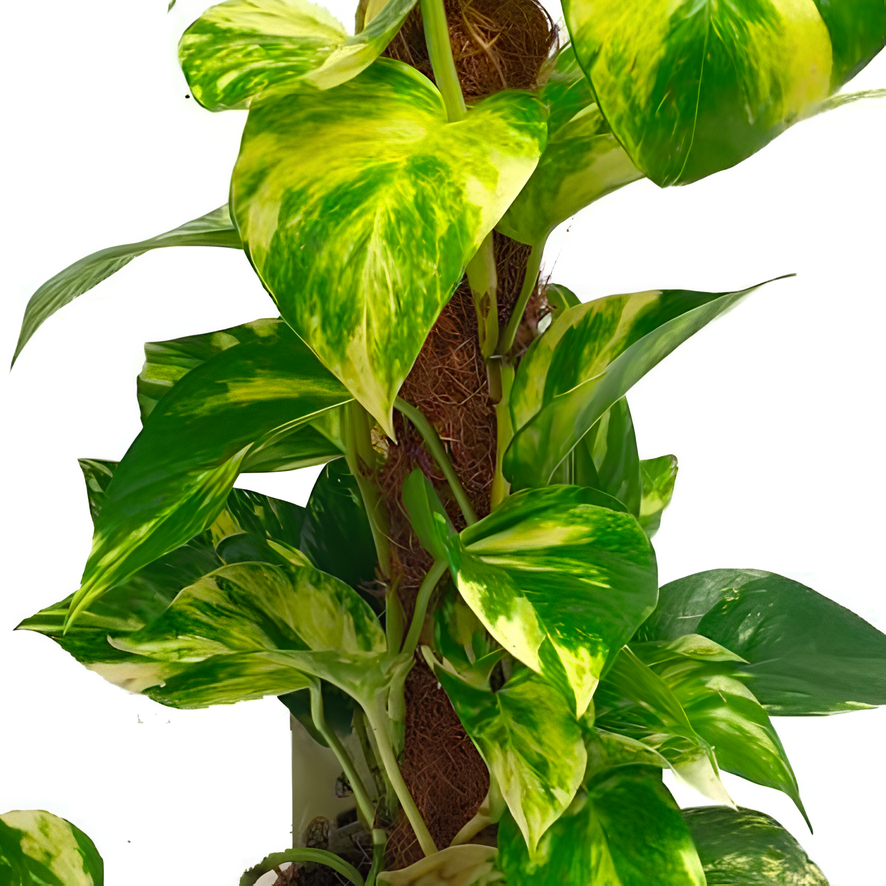 Эпипремнум Ауреум Золотистый (Epipremnum Pinnatum Aureum) D12см