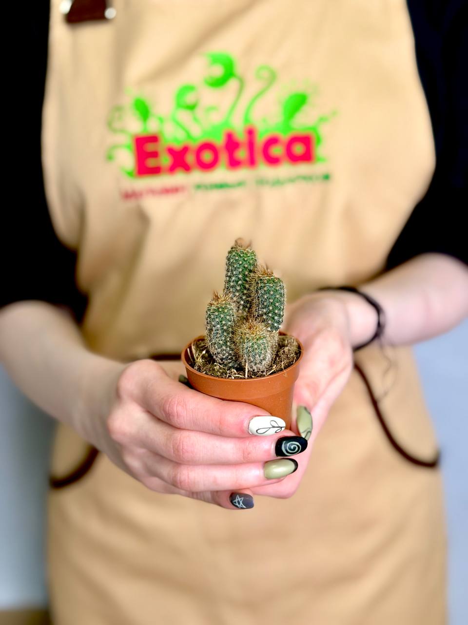 Кактус Сетиэхинопсис Мирабилис (Setiechinopsis Mirabilis) D5см
