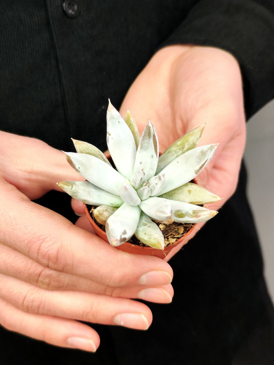 Эхеверия Толиманенсис (Echeveria Tolimanensis) D5см