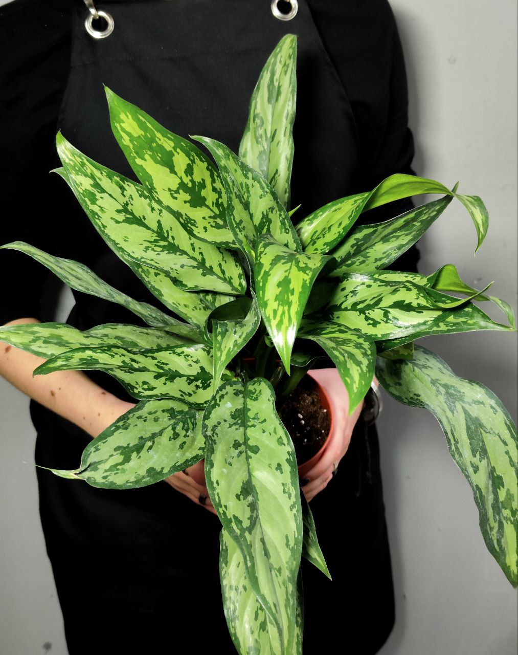 Аглаонема Грин Леди (Aglaonema Green Lady) D12см