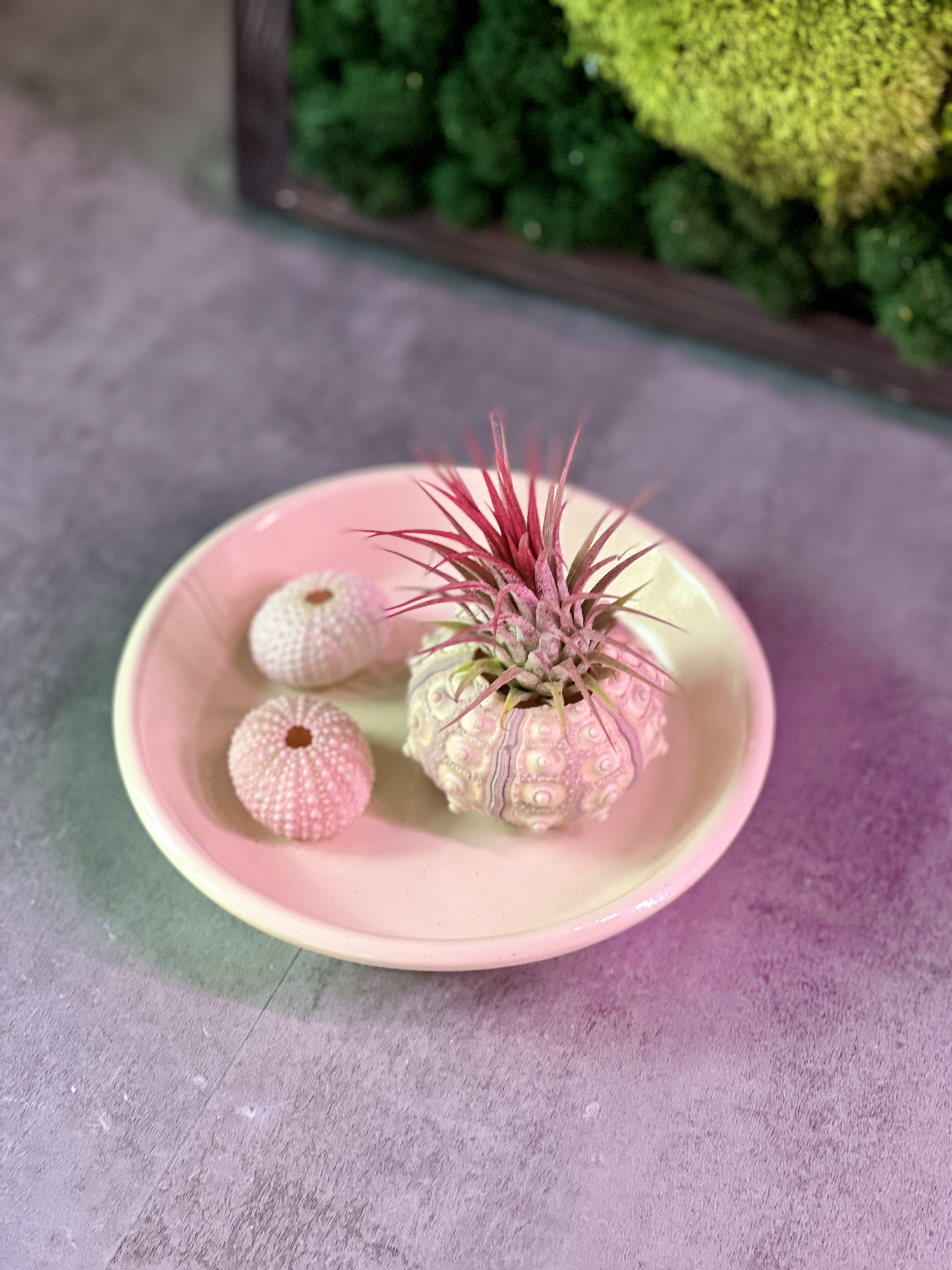 Тилландсия Ионанта Красная (Tillandsia Ionantha Red)