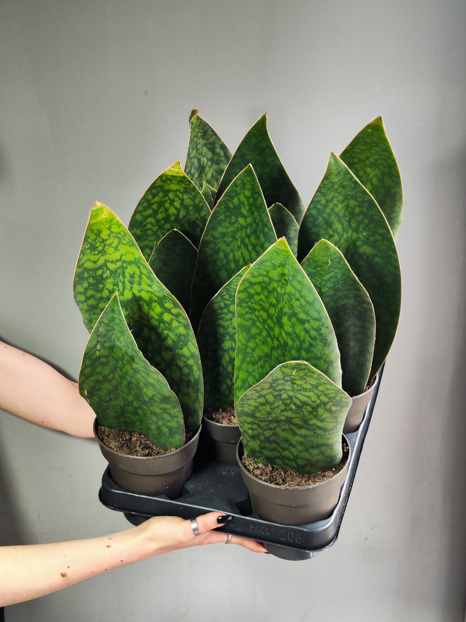 Сансевиерия Масониана Виктория Дабл (Sansevieria Big Leaves Green Double) D12см