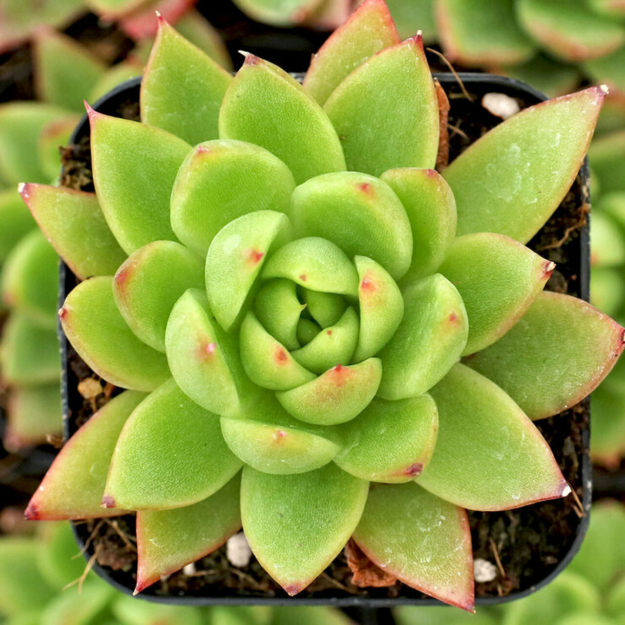 Эхеверия Агавовидная (Echeveria Agavoides) D5см