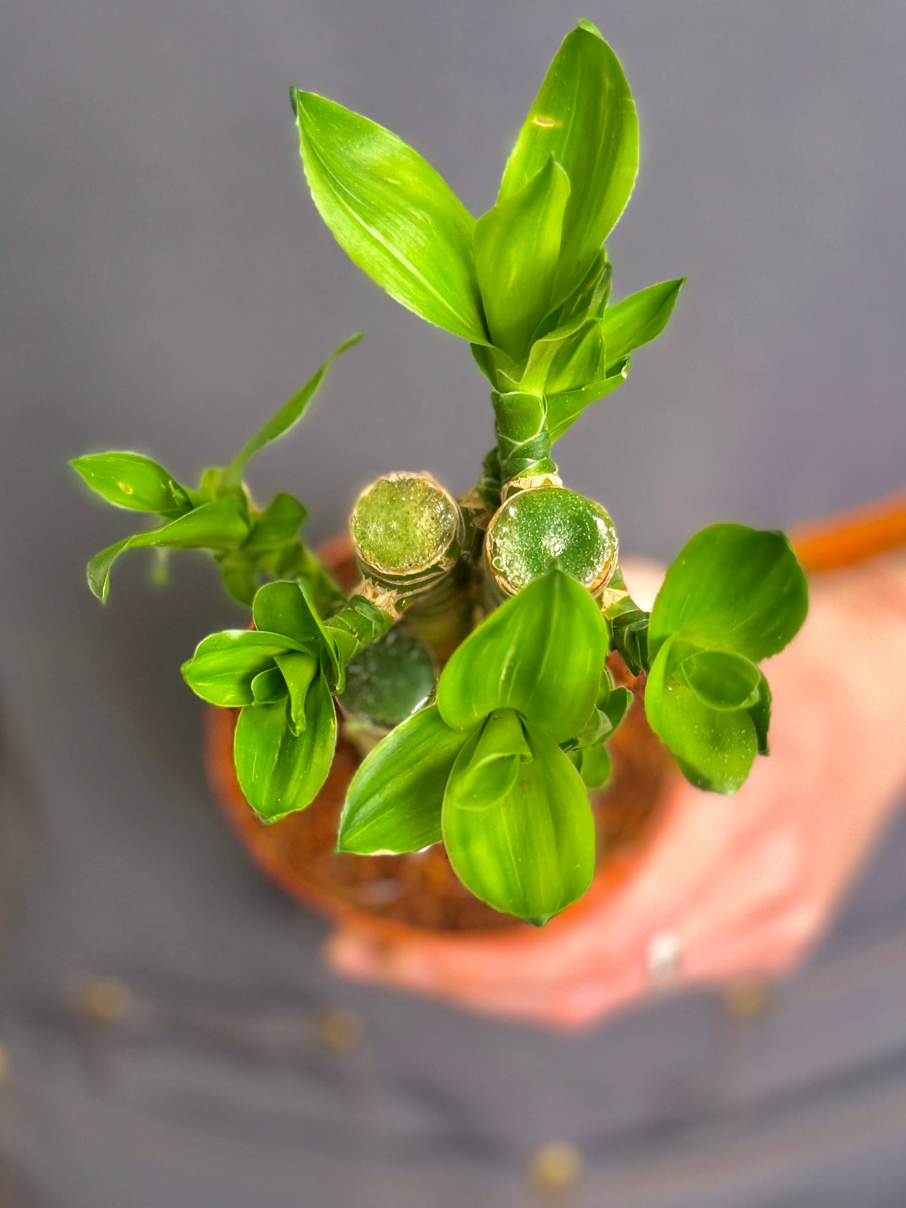 Бамбук Лаки, Драцена Сандериана (Dracaena Sanderiana Lucky Bamboo) D9см