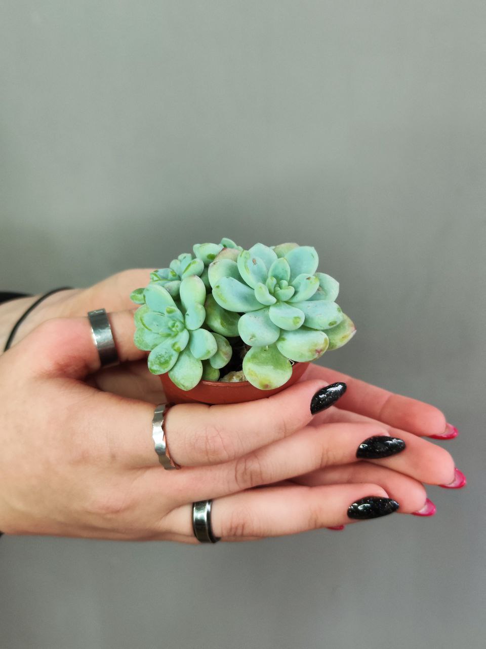 Седум Булавовидный (Sedum Clavatum) D5см