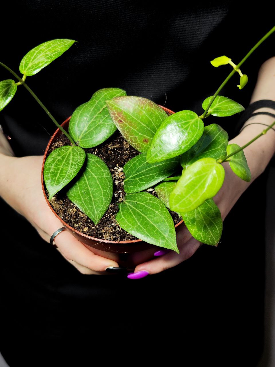Хойя Фитчи (Hoya Fitchii) D10см