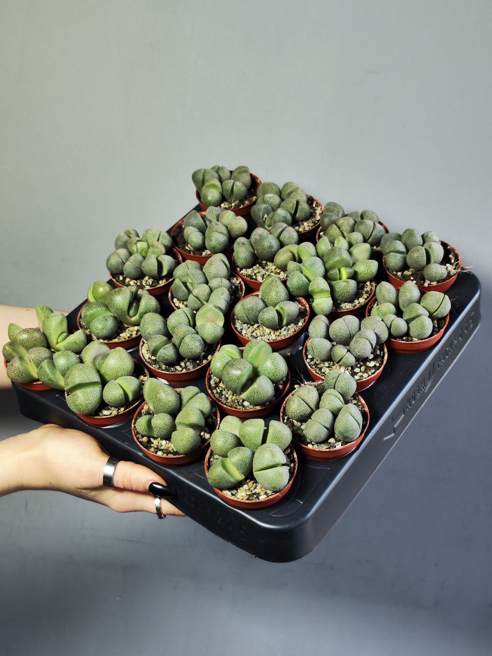 Плейоспилос Нелли Грин (Pleiospilos Nelii Green) D5см