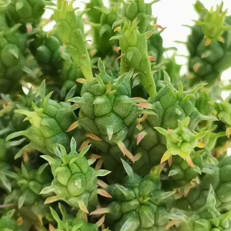 Молочай Сосочковидный Пферсдорфа (Euphorbia Submammillaris f. Pfersdorfii) D5см