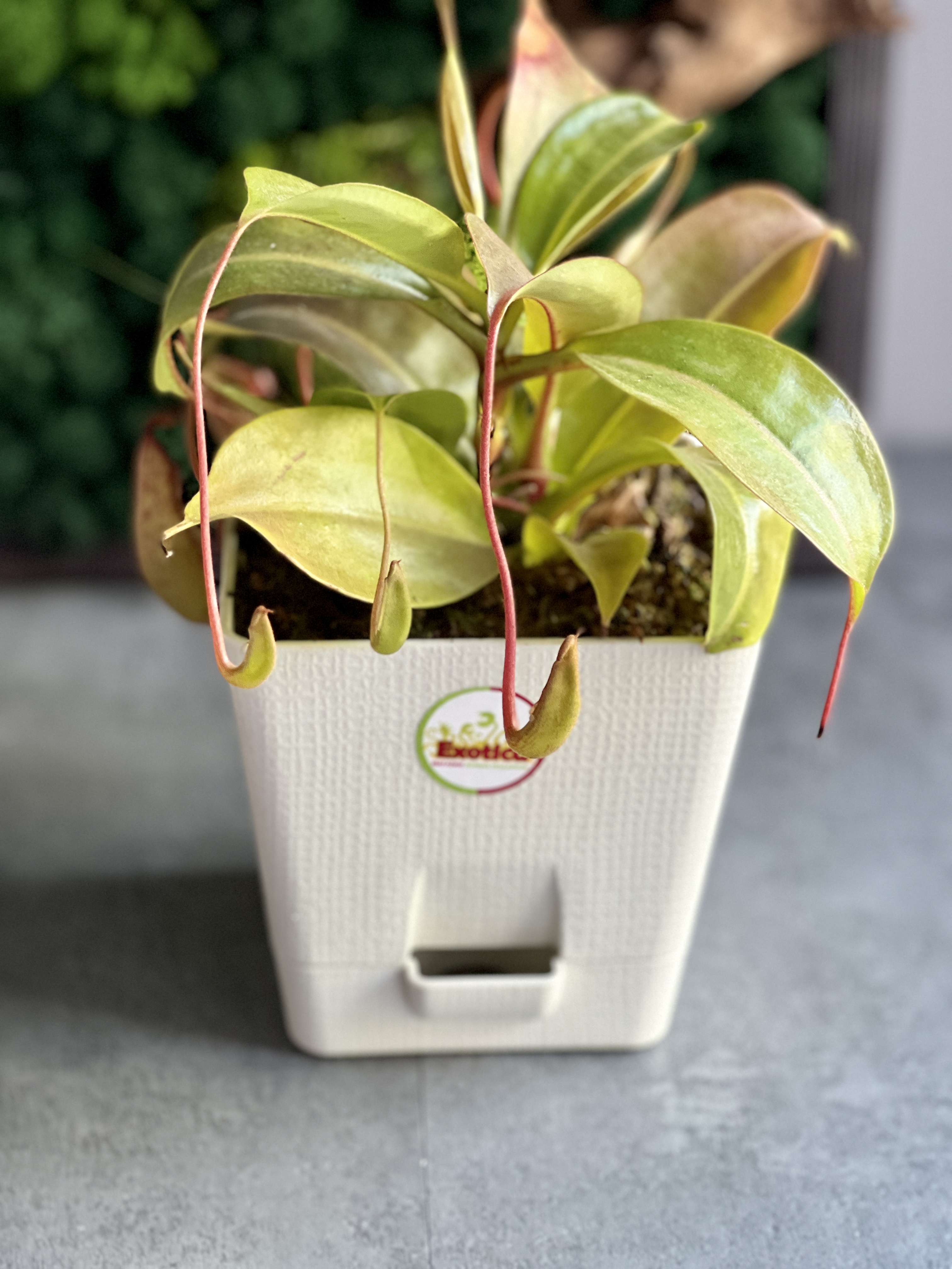 Непентес Жентли (лат. Nepenthes Gentle) пересаженный D12см