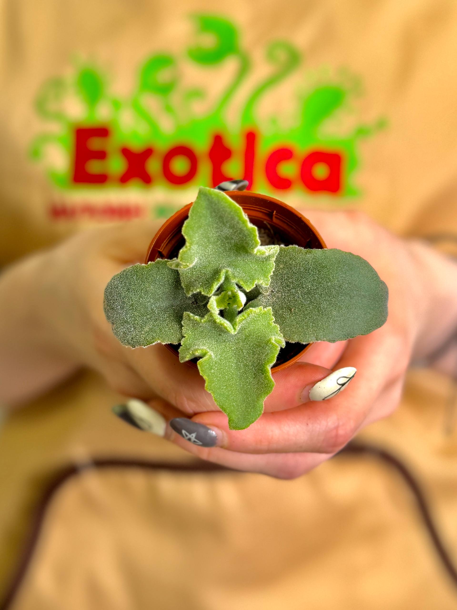 Каланхоэ Бехарское Мальтийский Крест (Kalanchoe Beharensis Maltese Cross) D5см