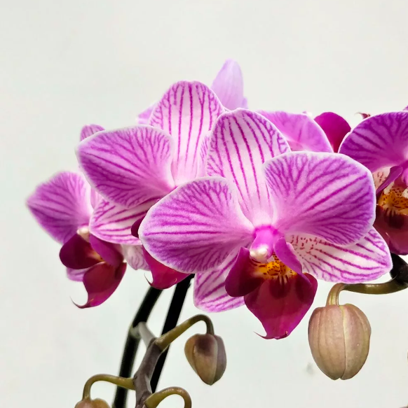 Орхидея Фаленопсис Мини Пурпурная Пестрая (Phalaenopsis Multiflora) D6см